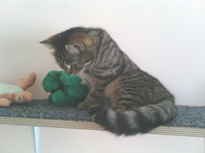 Panison za macke Cat Hotel