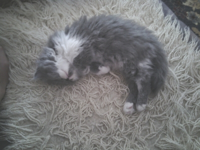 Panison za macke Cat Hotel