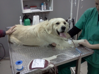 Veterinarska ambulanta za kucne...