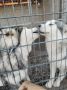 Aljaski malamut, mladi psi na poklon