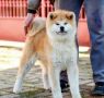 Akita Inu