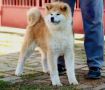 Akita Inu