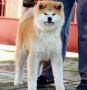 Akita Inu