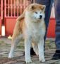 Akita Inu