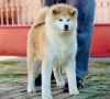 Akita Inu