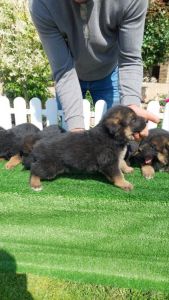 Nemacki ovcar stenad