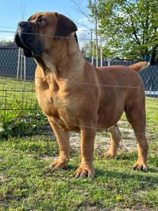 Južnoafrički mastif - Boerboel štenci