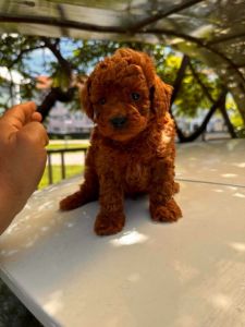 Odg KING predstavlja novo leglo PUDLI