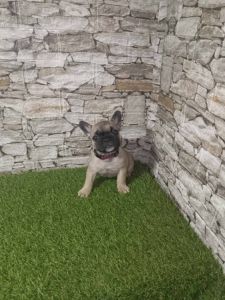 Francuski Buldog PRELEPI štenci