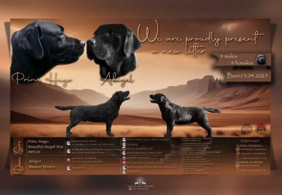 Na prodaju stenci Labrador retriver crne