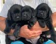 Na prodaju stenci Labrador retriver crne
