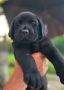 Na prodaju stenci Labrador retriver crne
