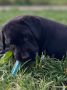 Na prodaju stenci Labrador retriver crne