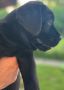 Na prodaju stenci Labrador retriver crne