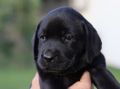 Na prodaju stenci Labrador retriver crne