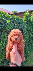 Crvena toy pudla stenci