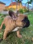 Francuski buldog, ženski štenci