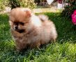 Štenci pomeranskog špica