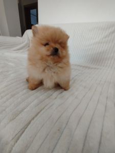 Prelepi stenci POMERANSKOG SPICA