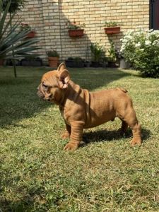 Francuski Bulldog Od Kuce Don