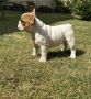 Francuski Bulldog Od Kuce Don