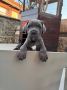Cane Corso štenci