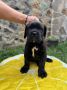 Cane Corso štenci