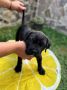 Cane Corso štenci
