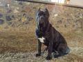 Cane Corso štenci
