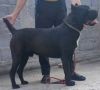 Cane Corso štenci