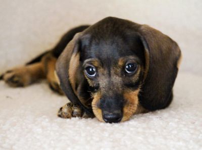 Jazavičar kuničari, oštre dlake,