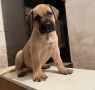 Južnoafrički mastif - Boerboel štenci