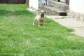 Južnoafrički mastif - Boerboel štenci