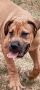 Južnoafrički mastif - Boerboel štenci