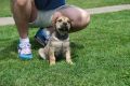 Južnoafrički mastif - Boerboel štenci
