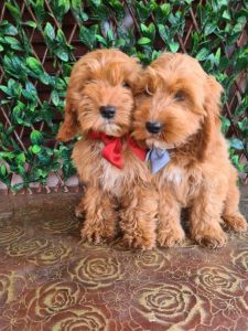 Labradoodle prelepi štenci