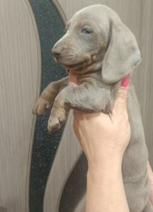 Egzotični JAZAVIČARI na prodaju