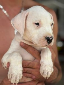 Dogo Argentino štenci