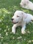 Dogo Argentino štenci