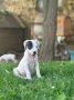 Dogo Argentino štenci