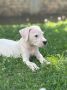 Dogo Argentino štenci