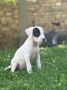 Dogo Argentino štenci
