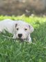 Dogo Argentino štenci