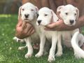 Dogo Argentino štenci