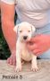 Argentinska doga ( Dogo Argentino )