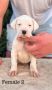 Argentinska doga ( Dogo Argentino )