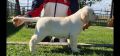 LABRADOR stenci