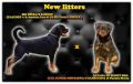 Rotvajler (Rottweiler) štenci