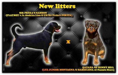 Rotvajler (Rottweiler) štenci