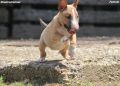 Mini Bull Terijer prelepi štenci